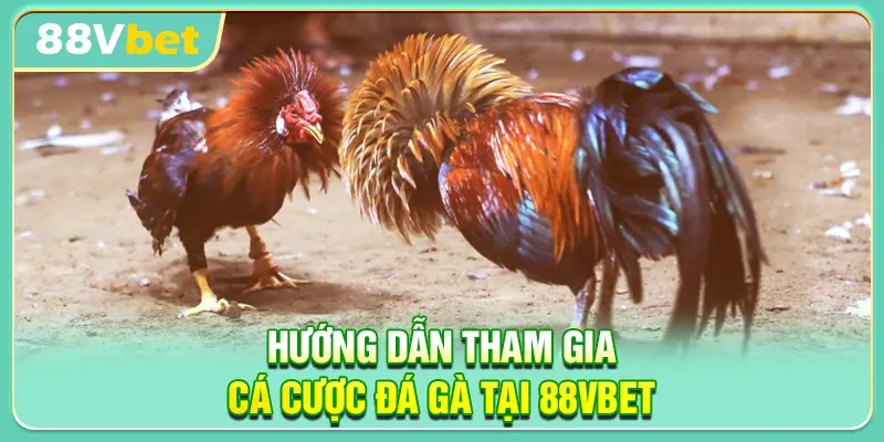 Hướng dẫn tham gia cá cược đá gà tại 88VBET